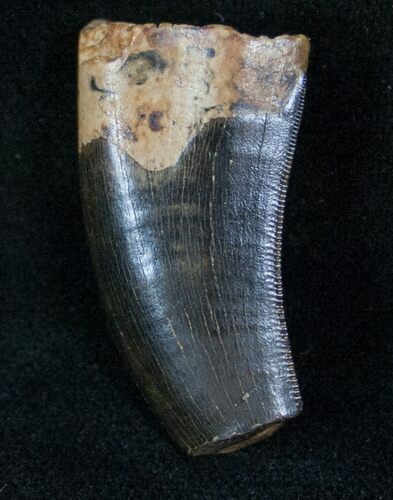 Tyrannosaur Tooth - Feeding Damaged Tip #13290